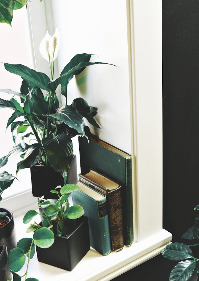 A serene indoor corner with lush houseplants and a stack of vintage books.